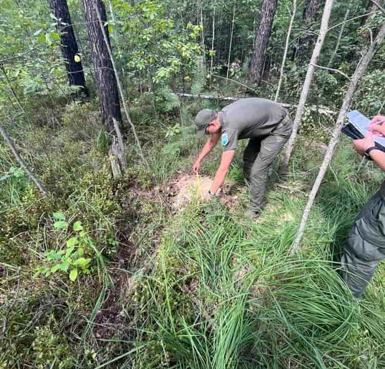 На Олевщині невідомі вирубали 4 сосни, 2 із яких росли на території заказника