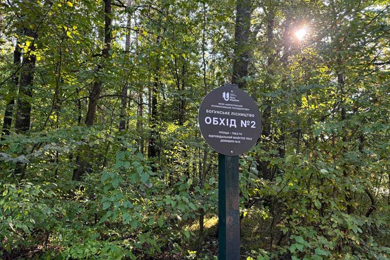 Лісничий Коростенської філії розповів, яка ціна на рубані дрова