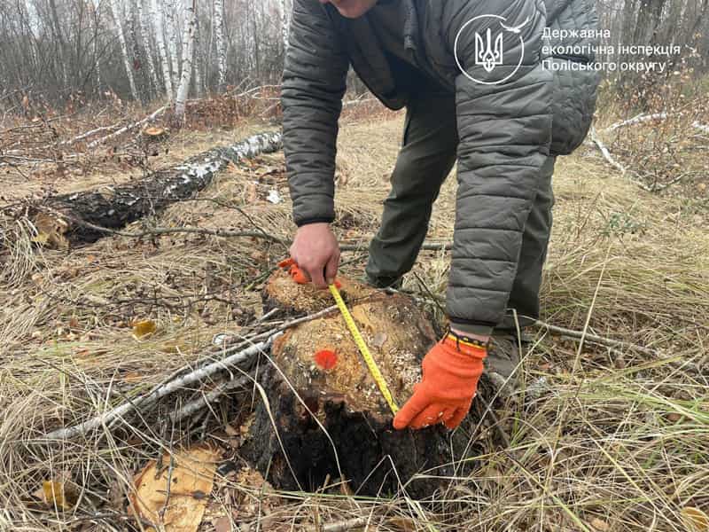 На Малинщині виявили незаконну вирубку дерев: збитки – понад 500 тис. грн