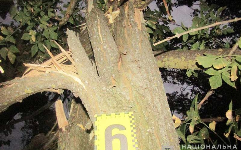 Понад пів мільйона гривень шкоди за незаконну порубку: у Житомирській області бізнесмени із Київщини та Одещини вирішили збагатитися