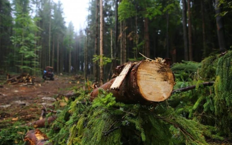 Понад 40 рейдів за рік – на Житомирщині зростає кількість незаконних рубок лісу