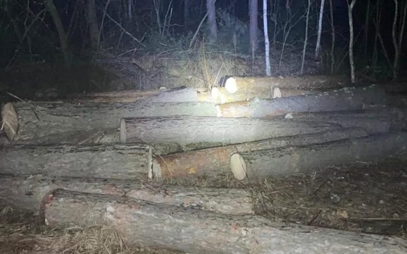 У Малинському лісництві затримали порушника, який здійснив порубку дерев на понад 500 тис. грн