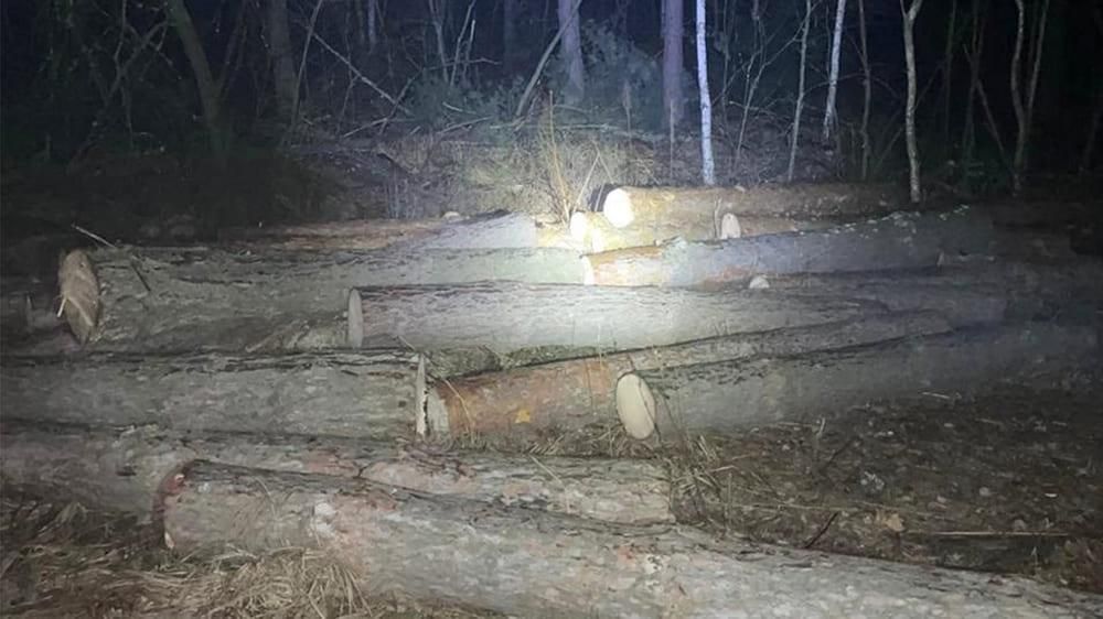 У Малинському лісництві затримали порушника, який здійснив порубку дерев на понад 500 тис. грн