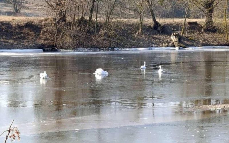 На Житомирщині з крижаного полону рятувальники визволили лебедів
