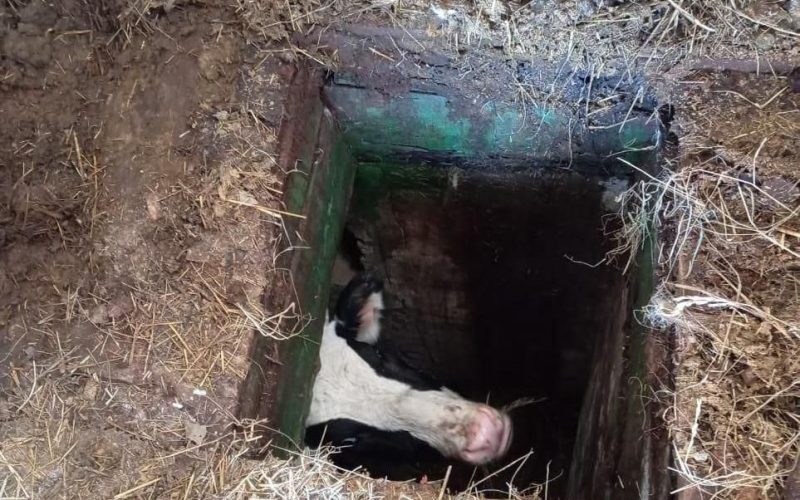 Півтори години народицькі рятувальники діставали корову, що провалилася в погріб