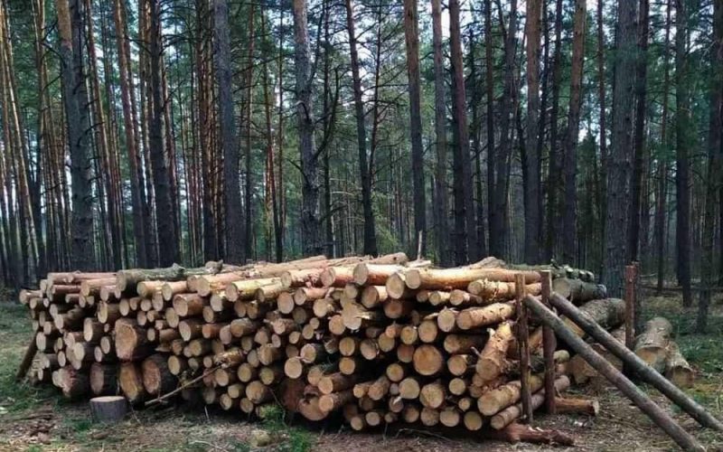В Овручі ліцей закуповує деревини на понад 1 млн грн