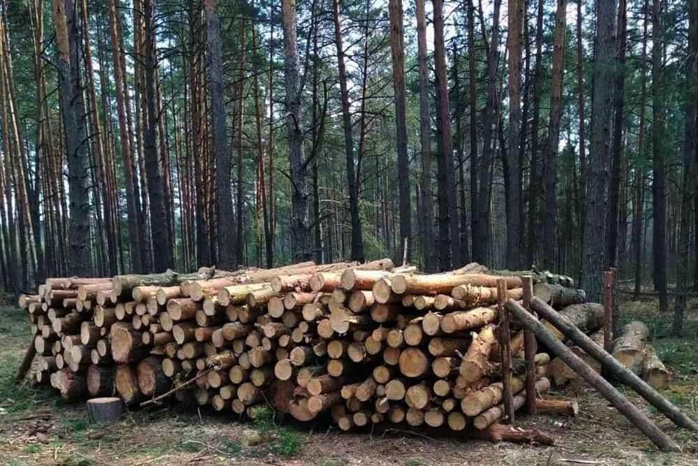 В Овручі ліцей закуповує деревини на понад 1 млн грн