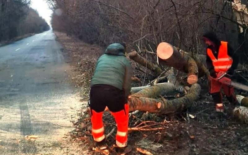 Негода в Житомирській області повалила з десяток дерев на дороги