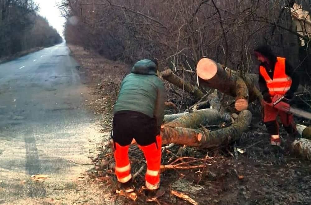 Негода в Житомирській області повалила з десяток дерев на дороги