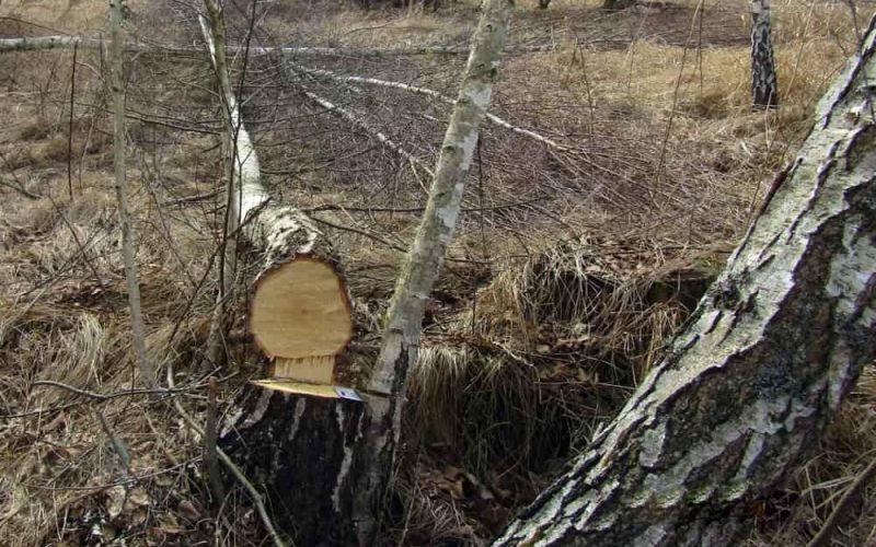 Зрубав понад 80 беріз – жителю Олевської громади повідомили про підозру