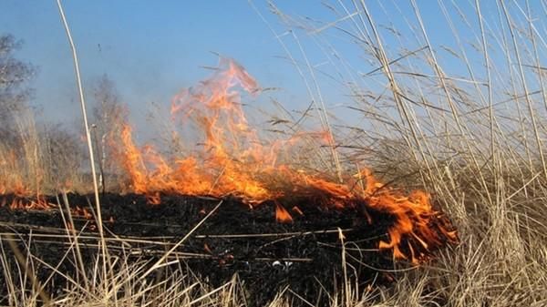 Міський голова Овруча розповів, скільки осіб оштрафували у березні за спалювання сухої трави