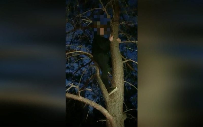 На Житомирщині прикордонники затримали жителя Київської області, який ховався на дереві