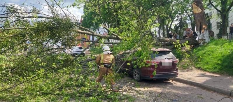 Через негоду в Олевську дерево впало на автомобіль та перекрило рух на дорозі