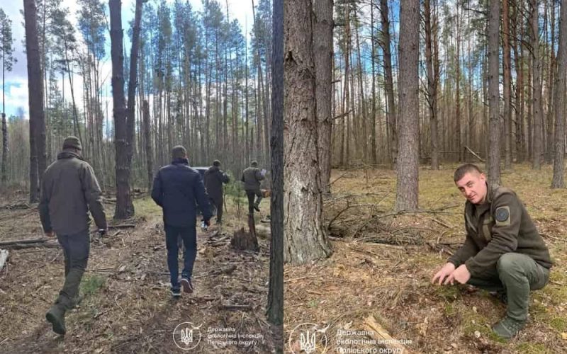 На території Народицької громади невідомі особи зрубали дерев майже на 4 млн грн