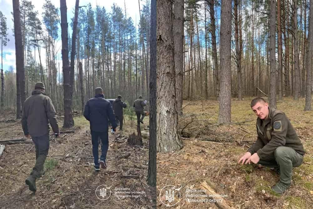 На території Народицької громади невідомі особи зрубали дерев майже на 4 млн грн