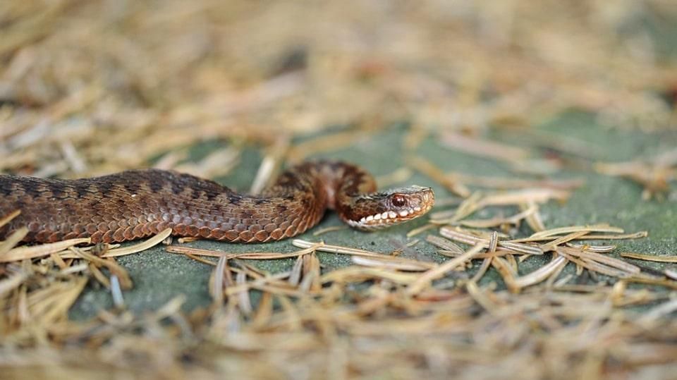На Житомирщині жінка та 14 річна дівчинка постраждали від укусів змій