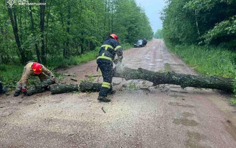 У селі неподалік Коростеня через сильні пориви вітру на дорогу впало дерево та перекрило рух транспорту
