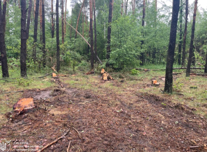 На Малинщині виявили незаконну порубку 11 сосен: збитки – майже 180 тис. грн