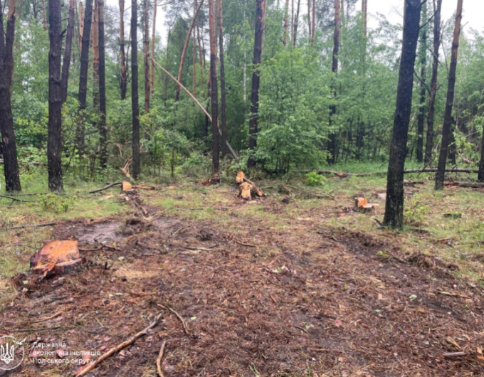 На Малинщині виявили незаконну порубку 11 сосен: збитки – майже 180 тис. грн