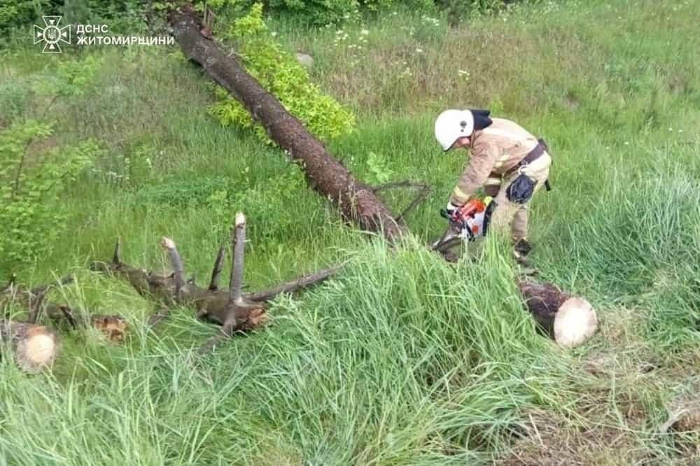 У селі неподалік Коростеня дерево впало на дорогу та перекрило рух транспорту