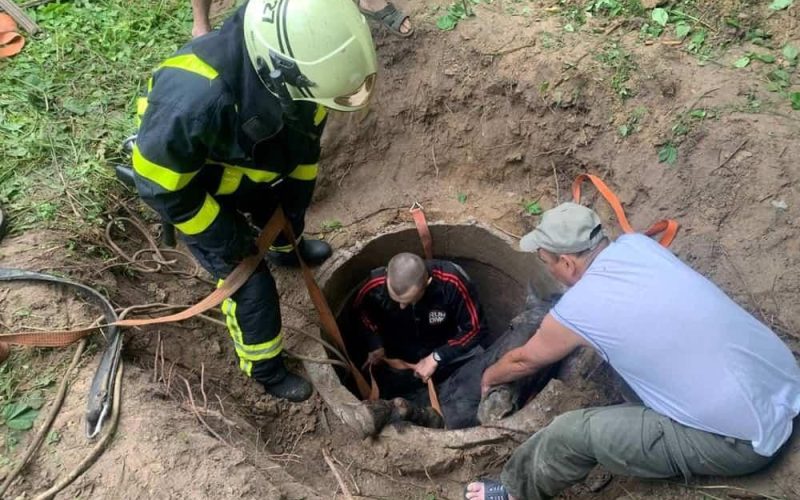 На Житомирщині кінь провалився у колодязь — рятувальники підняли тварину за допомогою трактора