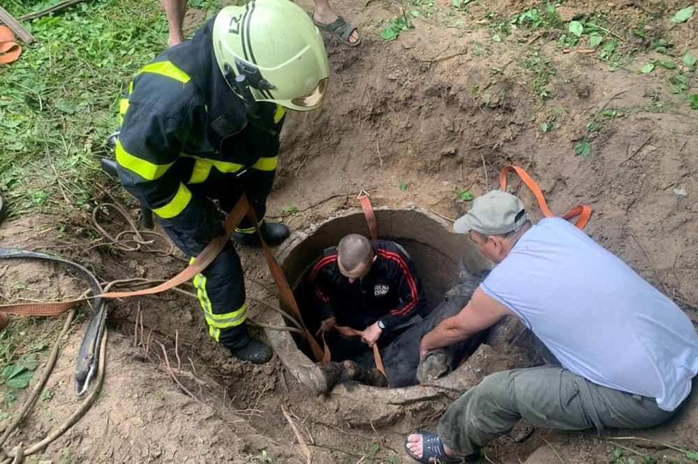 На Житомирщині кінь провалився у колодязь — рятувальники підняли тварину за допомогою трактора