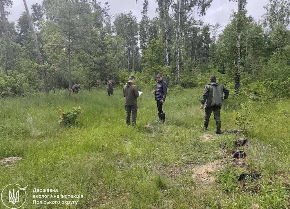 Між Коростенем та сусіднім селом незаконно зрубали понад 200 дерев: збитки – близько 2 млн грн