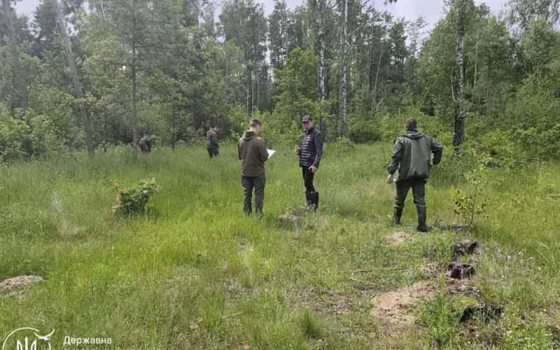 Між Коростенем та сусіднім селом незаконно зрубали понад 200 дерев: збитки – близько 2 млн грн
