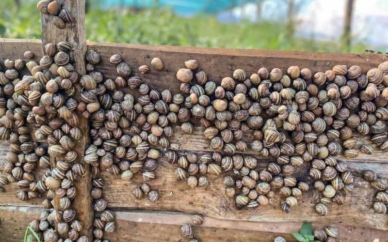 Цьогоріч майже 200 підприємців на Житомирщині виграли мікрогранти: відкриють равликову ферму, салон краси