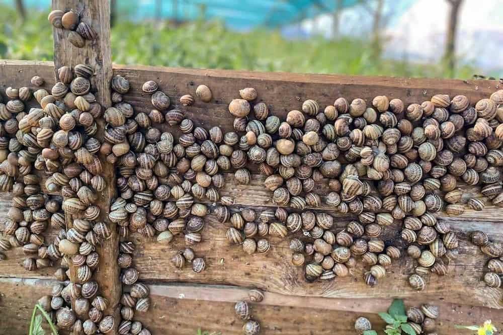 Цьогоріч майже 200 підприємців на Житомирщині виграли мікрогранти: відкриють равликову ферму, салон краси