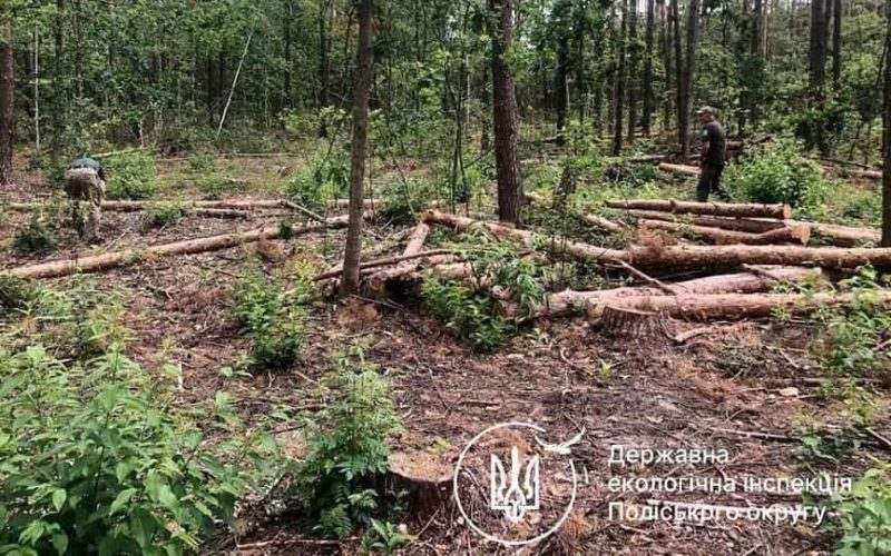 Держпідприємство “Грозинське” повинне сплатити близько 15 млн грн за незаконну вирубку лісу в Коростенському районі