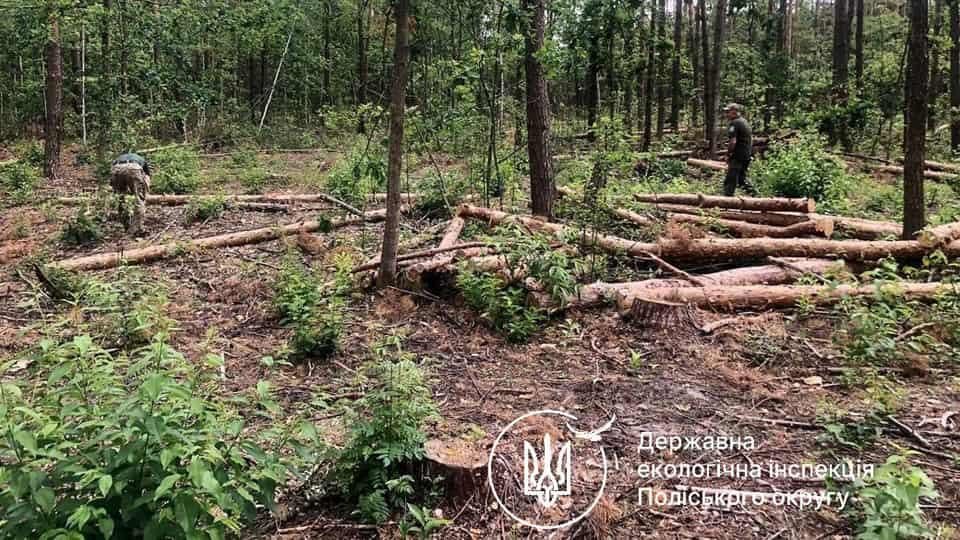 Держпідприємство “Грозинське” повинне сплатити близько 15 млн грн за незаконну вирубку лісу в Коростенському районі