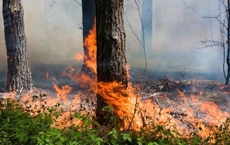 У Коростенському районі через атаку ворога загорівся ліс: на ліквідацію вогню залучили спецтехніку