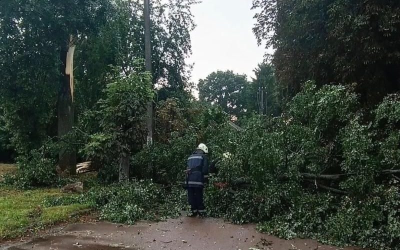 У Народичах після негоди рятувальники прибирали повалене дерево з проїжджої частини