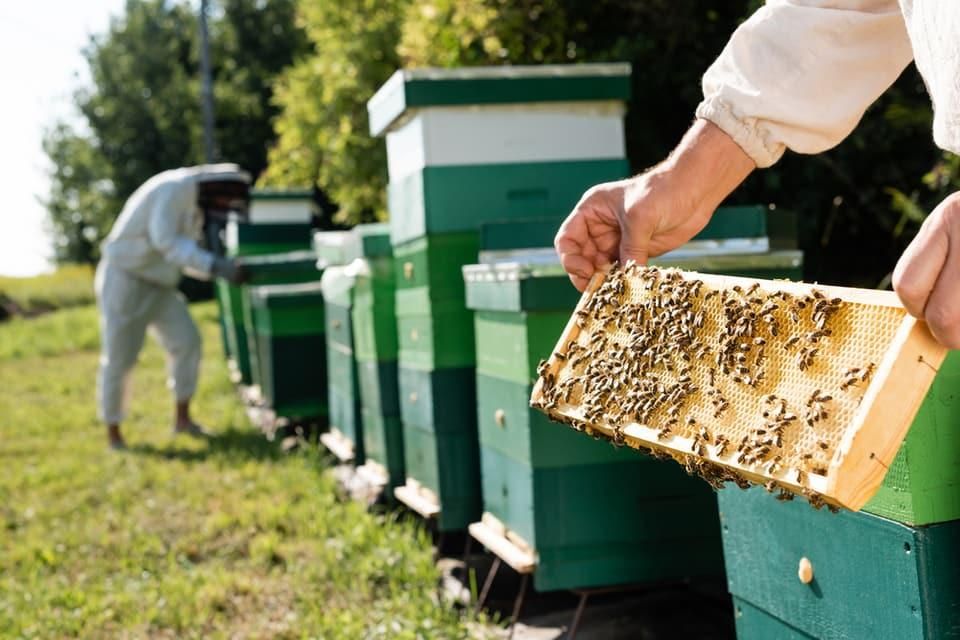 У двох районах Житомирщини на пасіках зафіксували отруєння та загибель бджіл