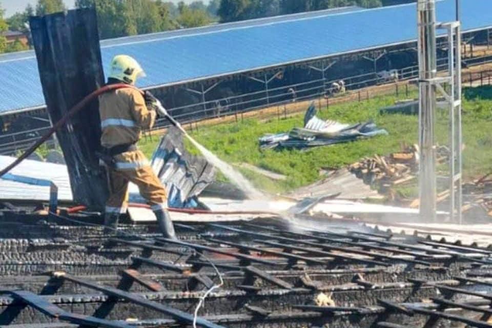 Через пожежу в селі Народицької громади з ферми евакуювали майже сотню корів
