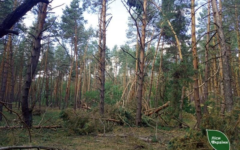 Лісівники переконують, що буреломи наробили найбільше шкоди в Коростенському та Білокоровицькому надлісництвах