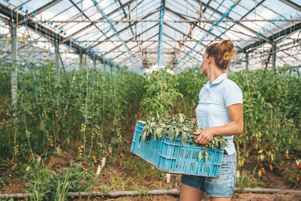 У Малинській та Народицькій громадах реалізують грантову програму “Своя теплиця”