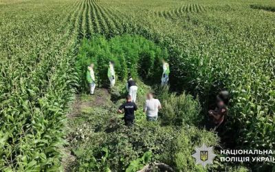 У Житомирській області під час операції “Джентельмени” виявили коноплі, які вирощували між кукурудзою