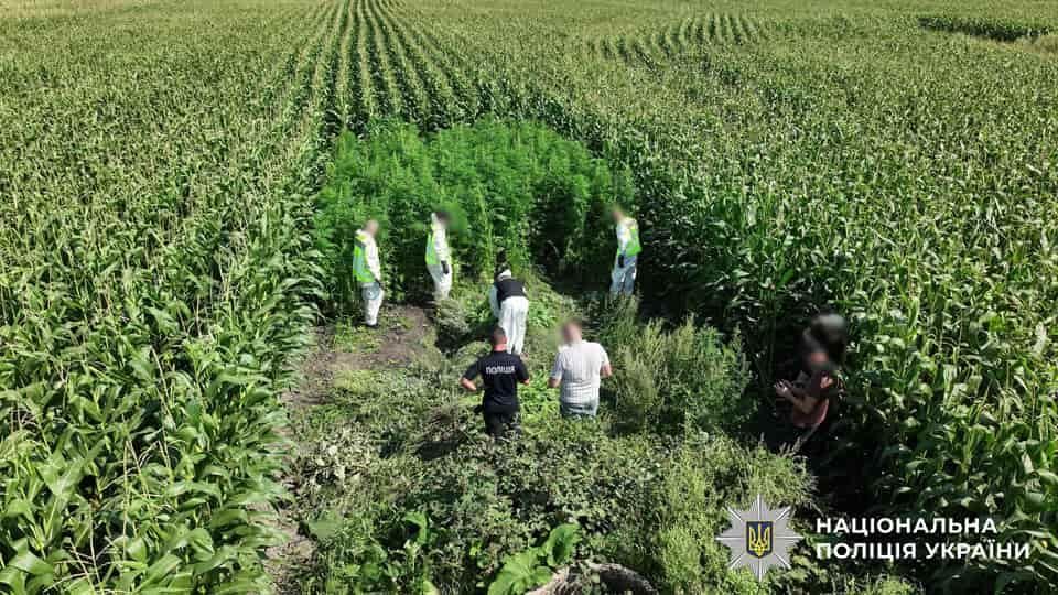 У Житомирській області під час операції “Джентельмени” виявили коноплі, які вирощували між кукурудзою