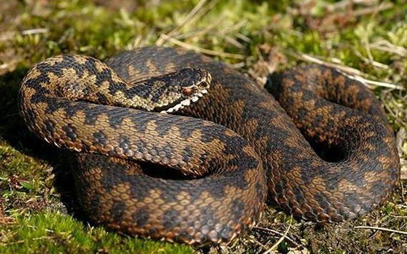 У Коростенському районі від укусу змії постраждав чоловік