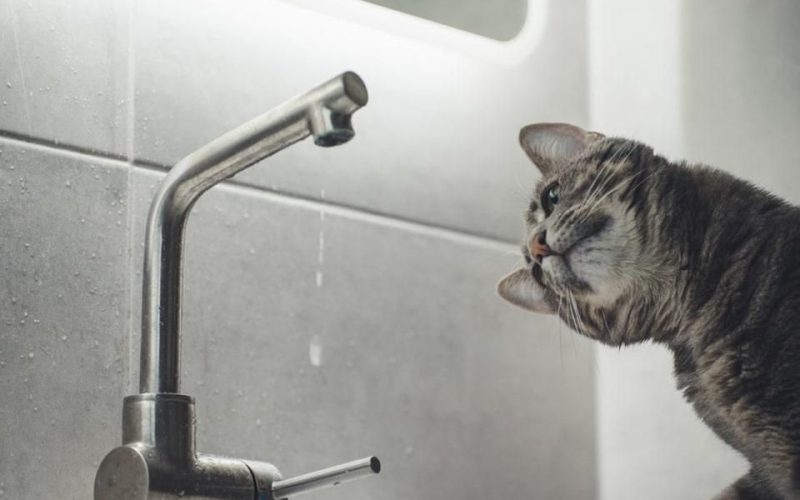 В Олевську день не буде води