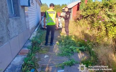 У Коростені поліцейські виявили на території домоволодінь двох містян насаджені коноплі