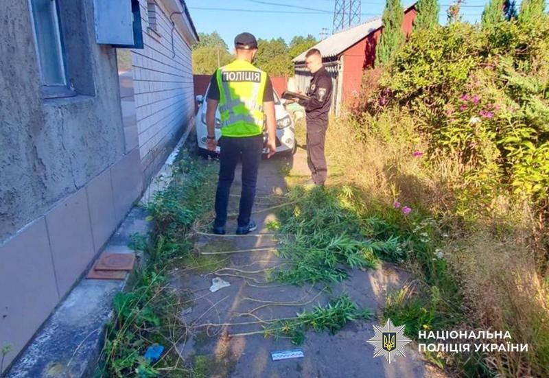 У Коростені поліцейські виявили на території домоволодінь двох містян насаджені коноплі