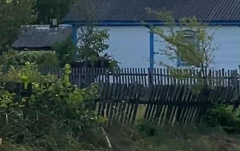 На подвір’я жителів Малинської громади забрів агресивний лось: допомоги чекали пів дня