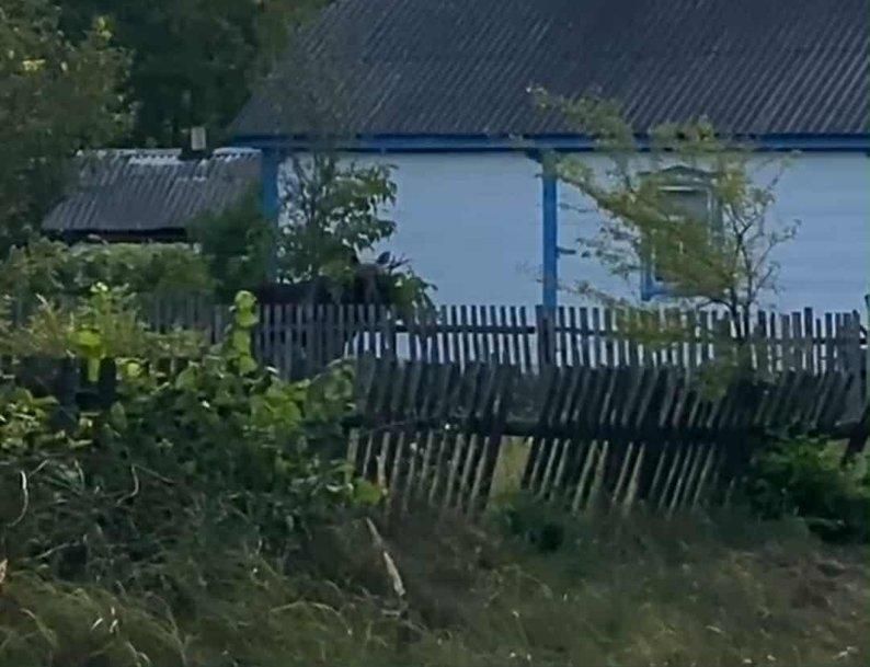 На подвір’я жителів Малинської громади забрів агресивний лось: допомоги чекали пів дня
