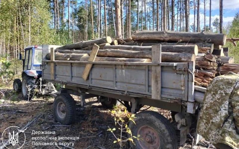 На території Малинського лісгоспу виявили факт незаконної порубки чотирьох дерев