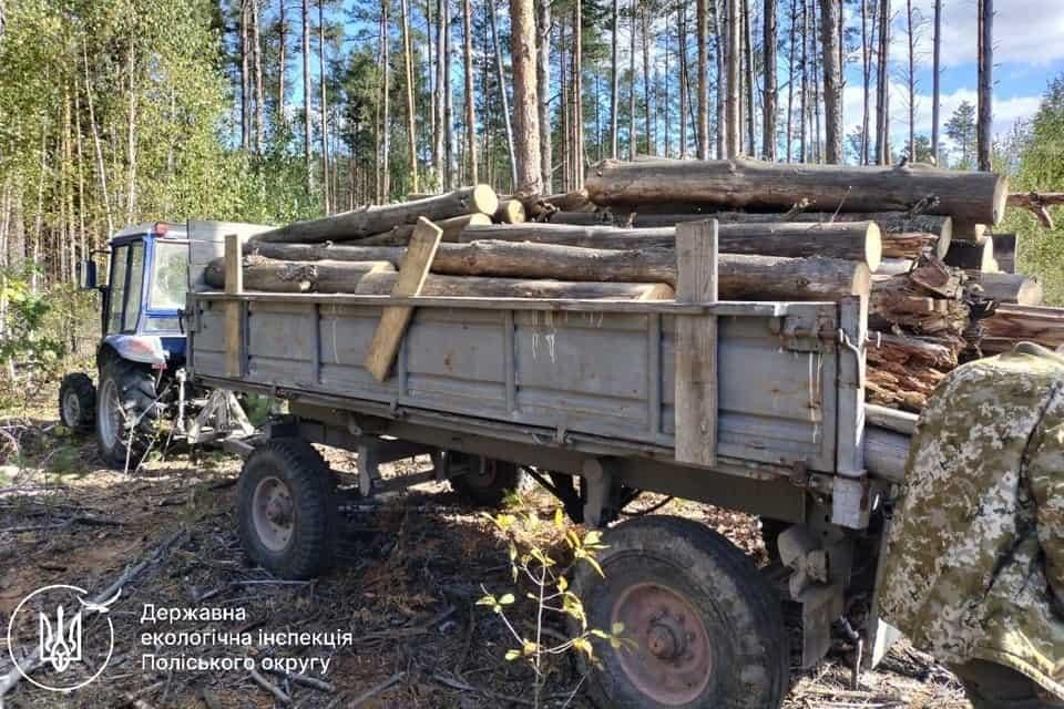 На території Малинського лісгоспу виявили факт незаконної порубки чотирьох дерев