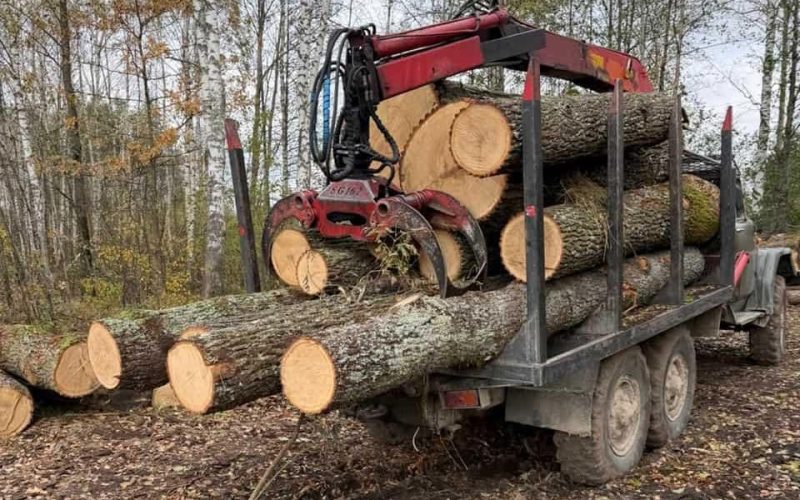 Правоохоронці з працівниками Коростенського надлістицтва виявили незаконну рубку дерев та вийшли на нелегальну пилораму