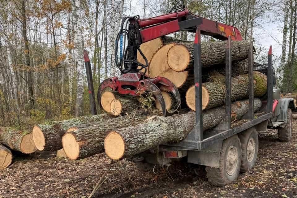 Правоохоронці з працівниками Коростенського надлістицтва виявили незаконну рубку дерев та вийшли на нелегальну пилораму